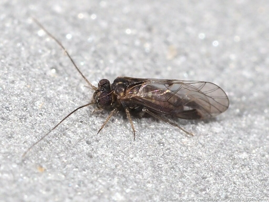 Ptycta lineata
