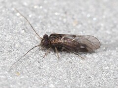 Ptycta lineata