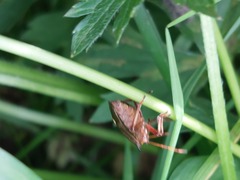 Picromerus bidens