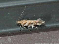 Aristotelia roseosuffusella