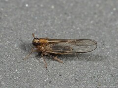 Muellerianella laminalis