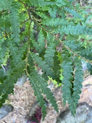 Comptonia peregrina