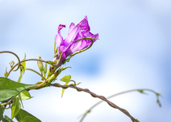 Ipomoea cordatotriloba