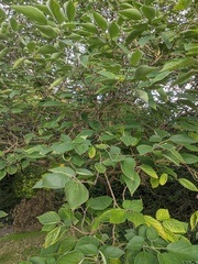 Broussonetia papyrifera