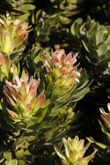 Mimetes fimbriifolius