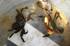 Parasesarma erythodactylum