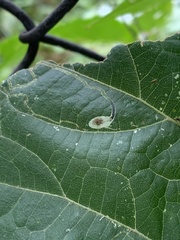 Phyllocnistis vitifoliella