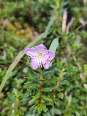 Rhodothamnus chamaecistus