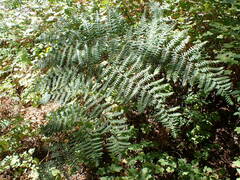 Pteridium aquilinum pubescens