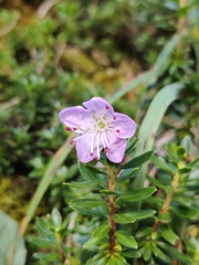 Rhodothamnus chamaecistus