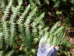 Pteridium aquilinum pubescens
