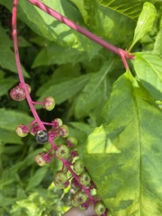 Pokeweed mosaic virus