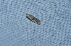 Phycitodes binaevella