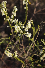 Struthiola