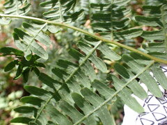 Pteridium aquilinum pubescens