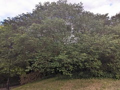 Broussonetia papyrifera