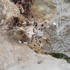 Araneus tartaricus