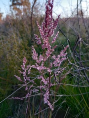 Sorghastrum pellitum