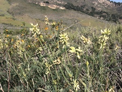 Astragalus curtipes