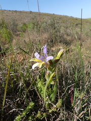 Babiana patula