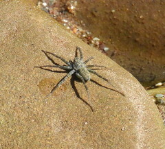 Lycosidae