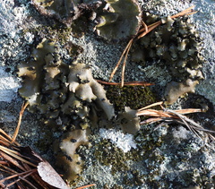 Umbilicaria polyrrhiza