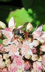 Anthidium oblongatum