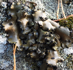 Umbilicaria polyrrhiza