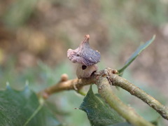 Heteroecus sanctaeclarae