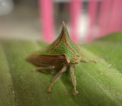 Umbonia spinosa