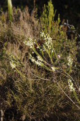 Struthiola