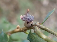 Heteroecus sanctaeclarae