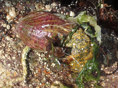 Calliactis parasitica