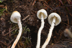 Cystolepiota