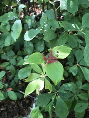 Medeola virginiana