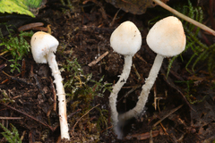 Cystolepiota