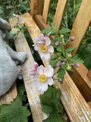 Eriocapitella hupehensis