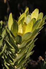 Leucadendron laureolum