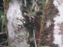 Xiphorhynchus fuscus