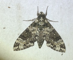 Manduca rustica