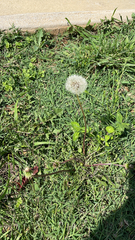 Taraxacum erythrospermum