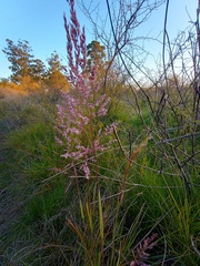 Sorghastrum pellitum