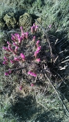 Coryphantha macromeris macromeris