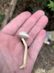 Lentinus arcularius