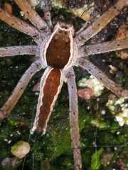 Pisauridae
