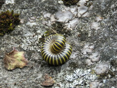 Anadenobolus monilicornis