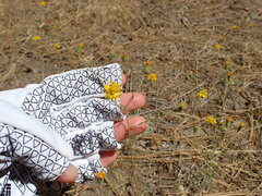 Lessingia glandulifera