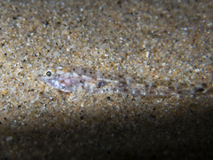 Pomatoschistus marmoratus