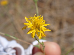 Lessingia glandulifera