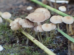 Psathyrella pygmaea